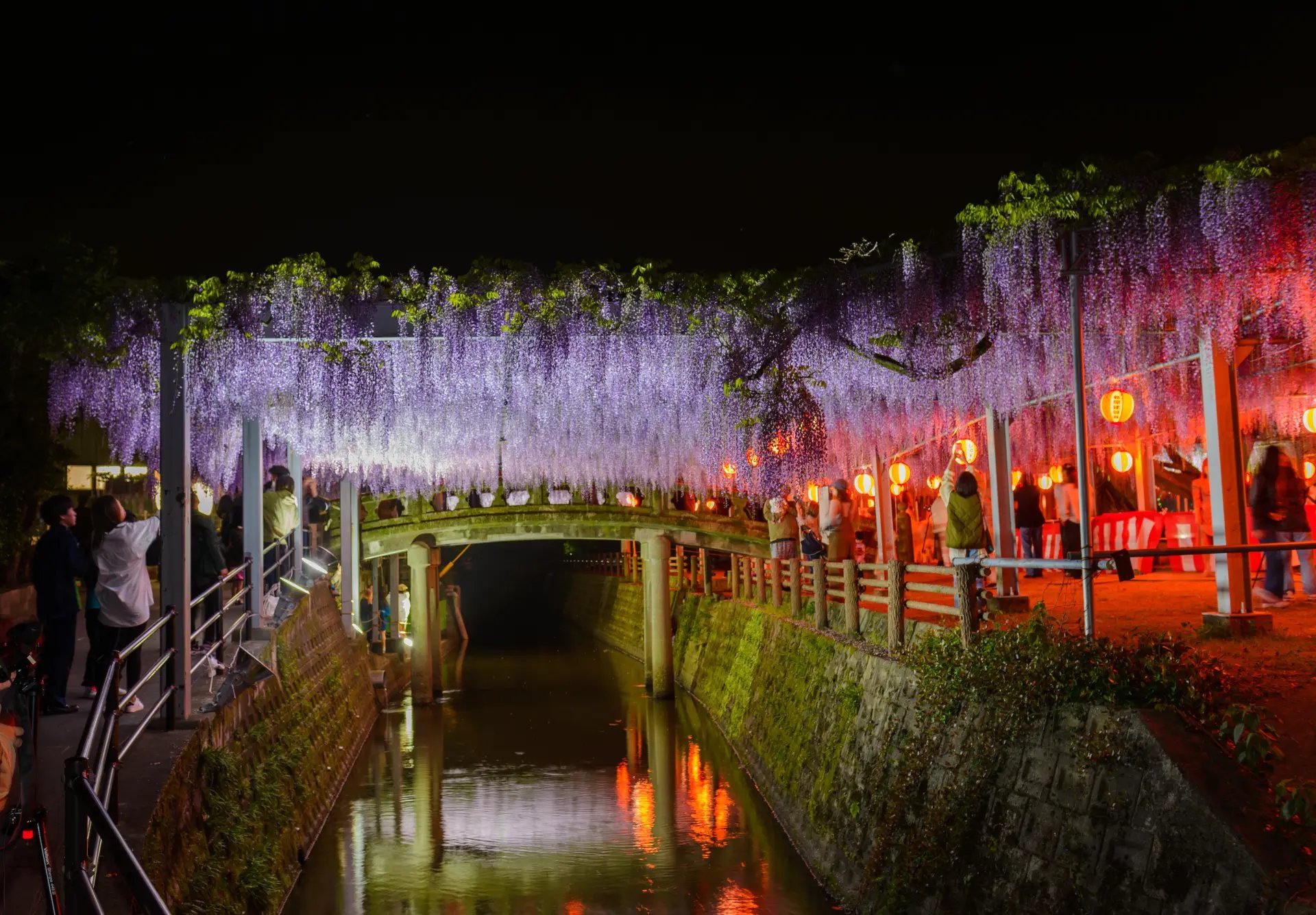 🌸 나카야마 대등나무(나카야마노오후지) 이미지 8